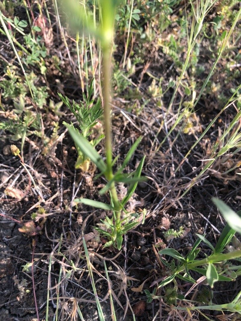 Silene muscipula — search result for 'Silene'