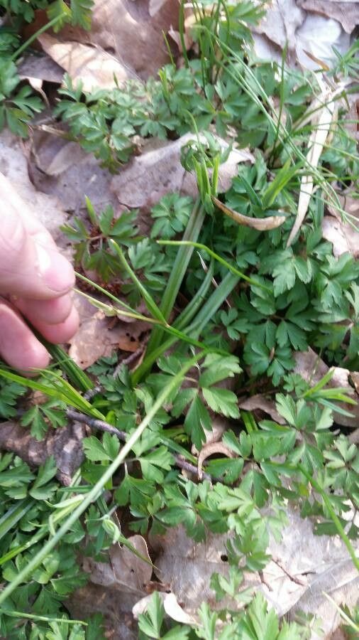 Gagea spathacea leaf