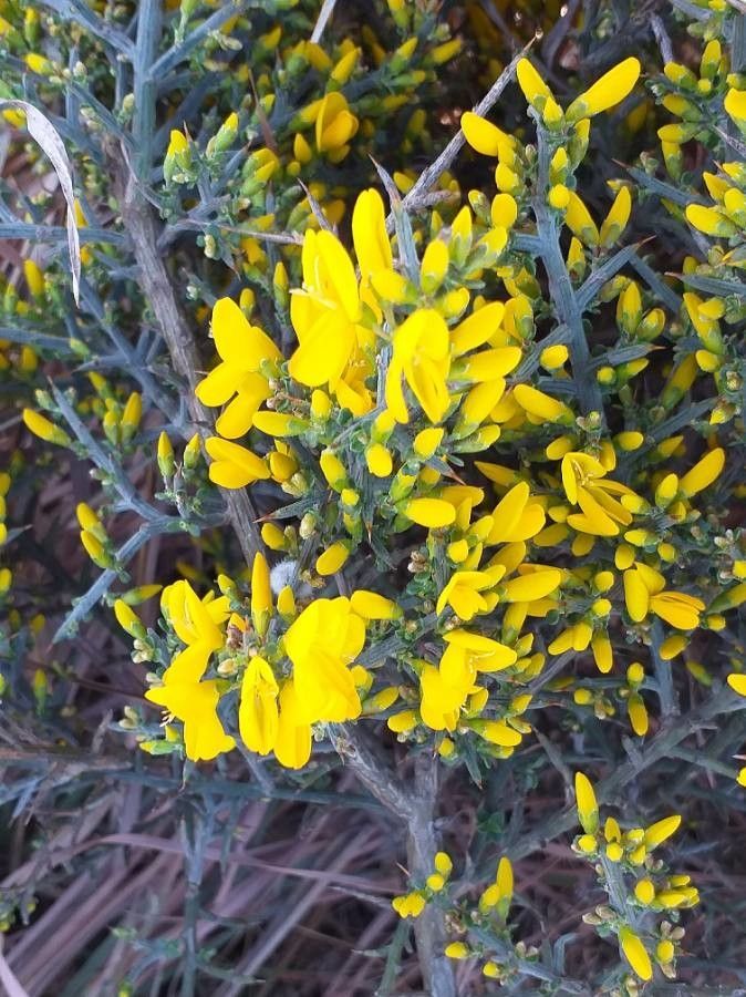 Genista scorpius flower
