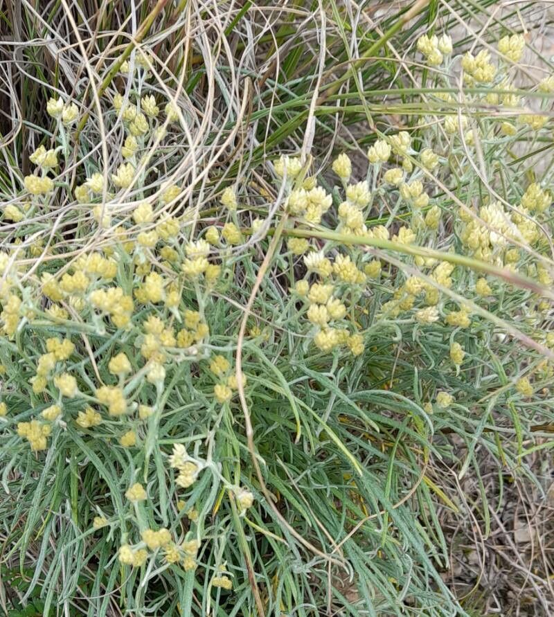 Achyrocline flaccida habit