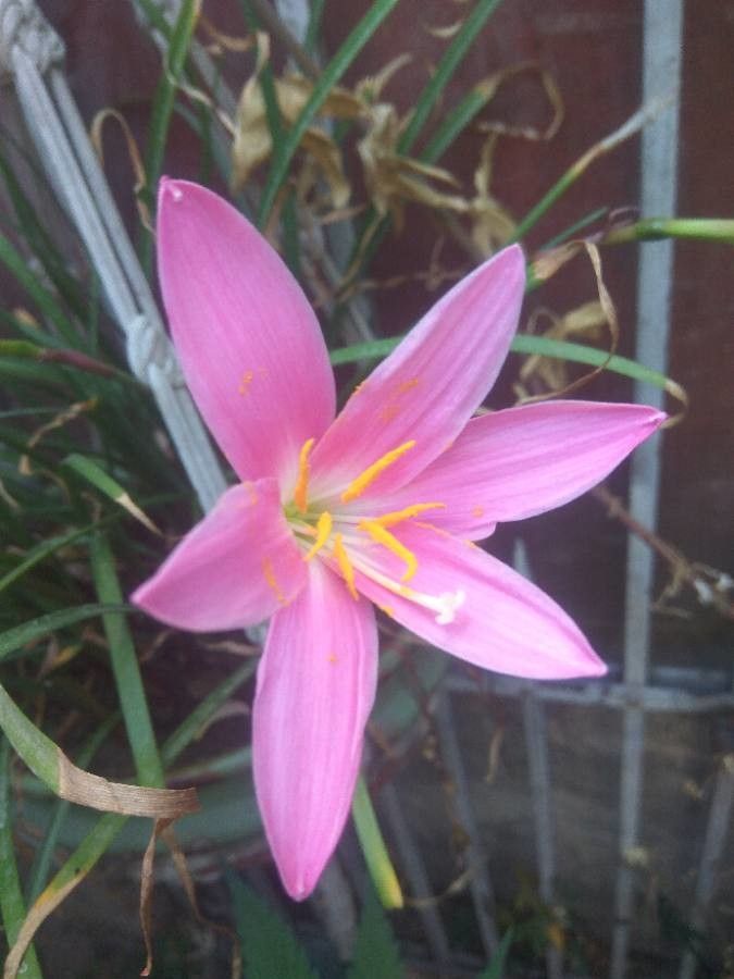 Romulea rosea flower