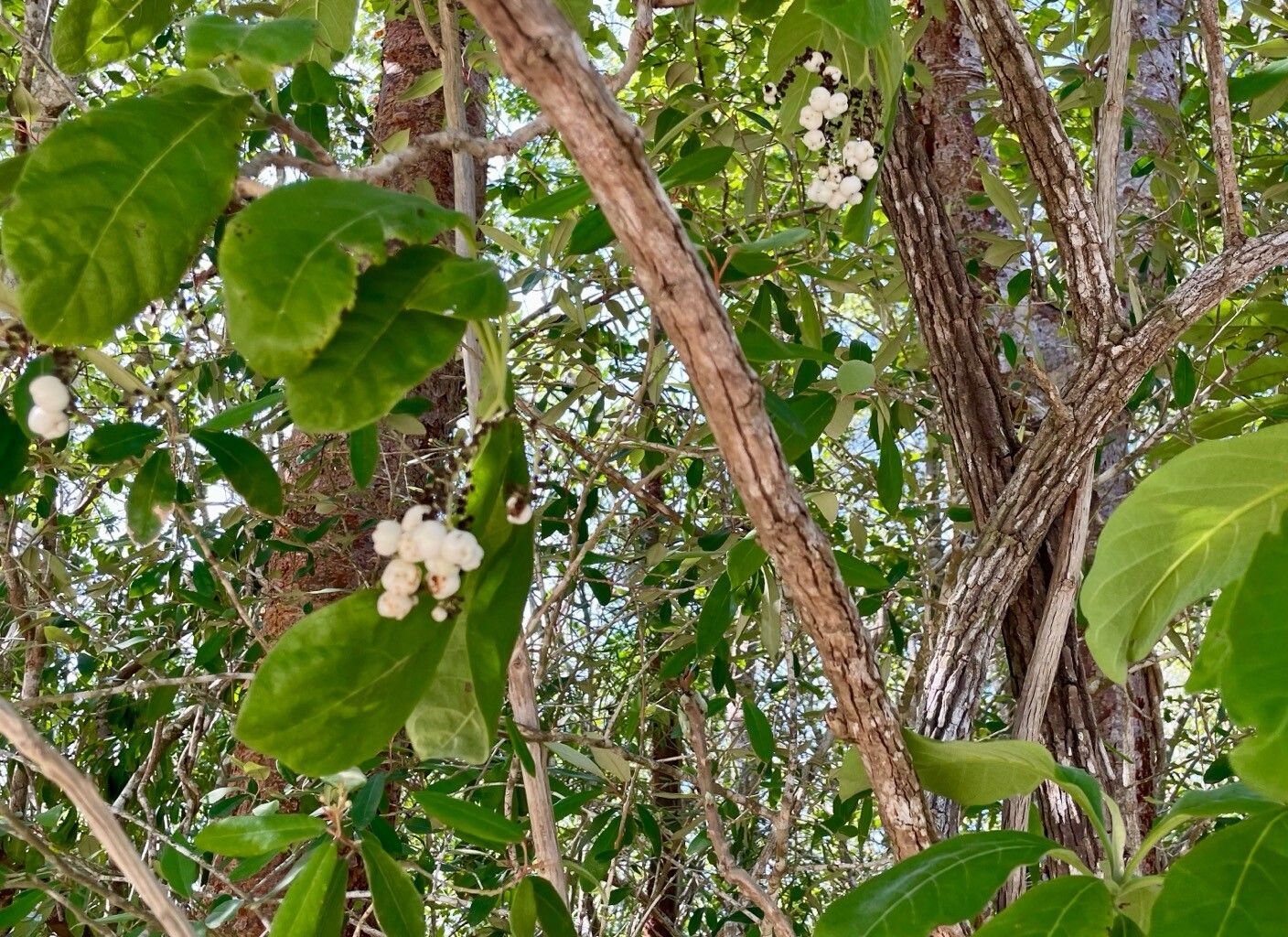 Heliotropium astrotrichum fruit