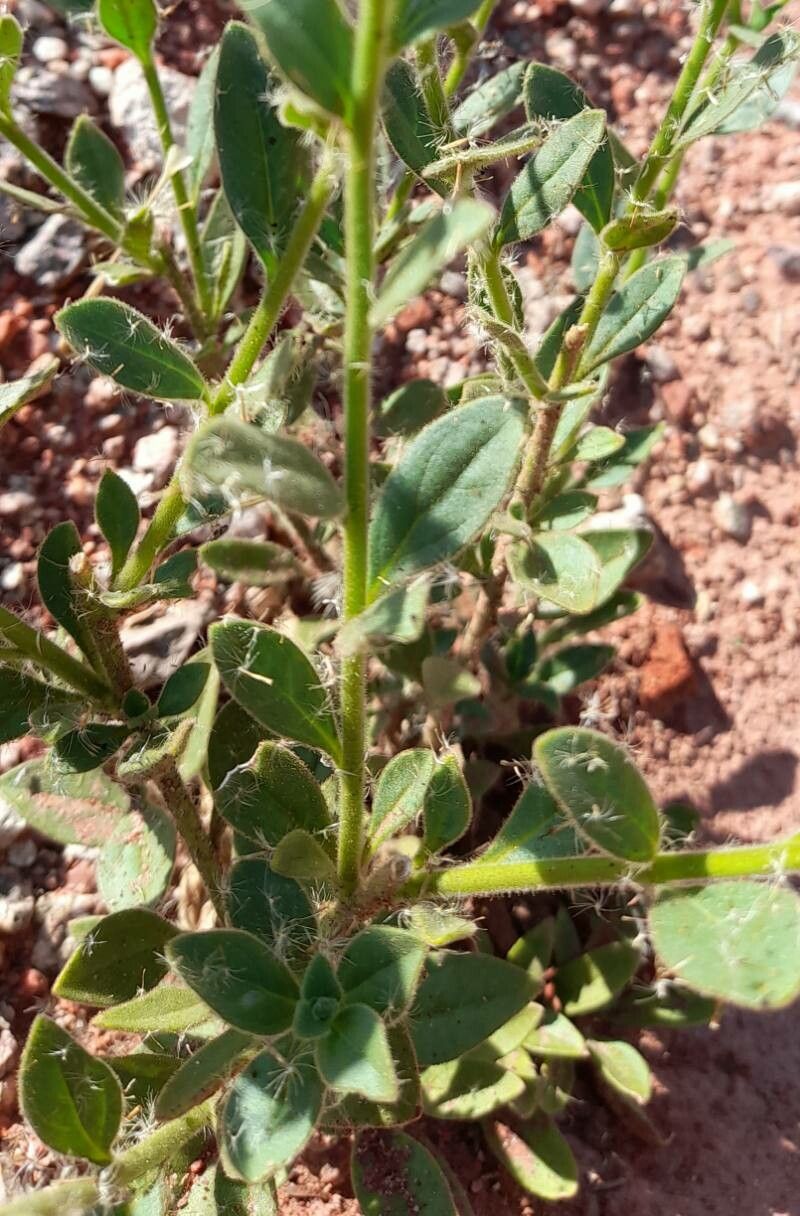 Petunia axillaris leaf