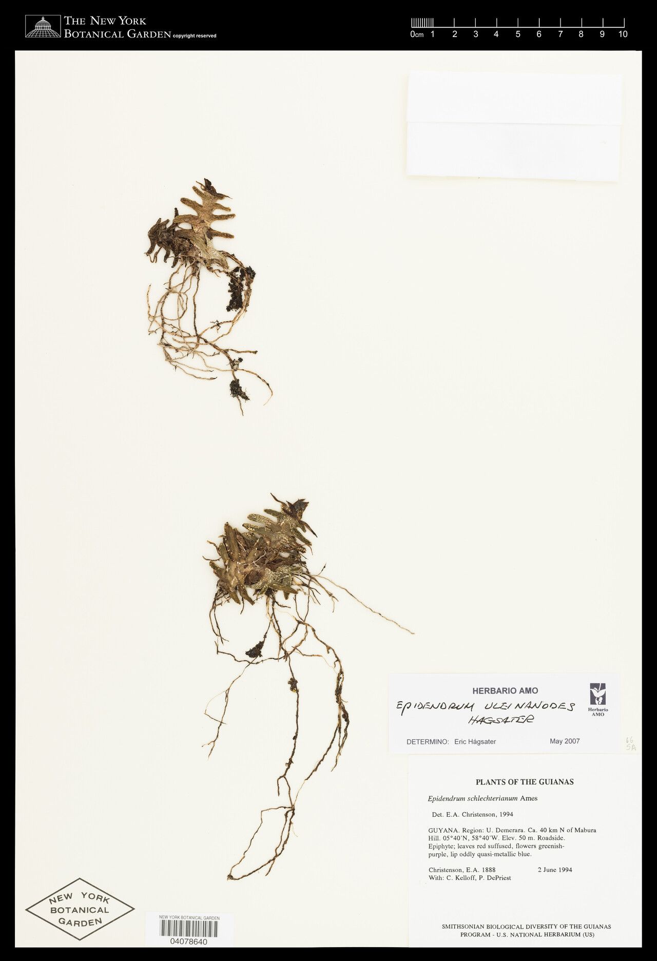 Epidendrum uleinanodes — search result for 'Epidendrum'