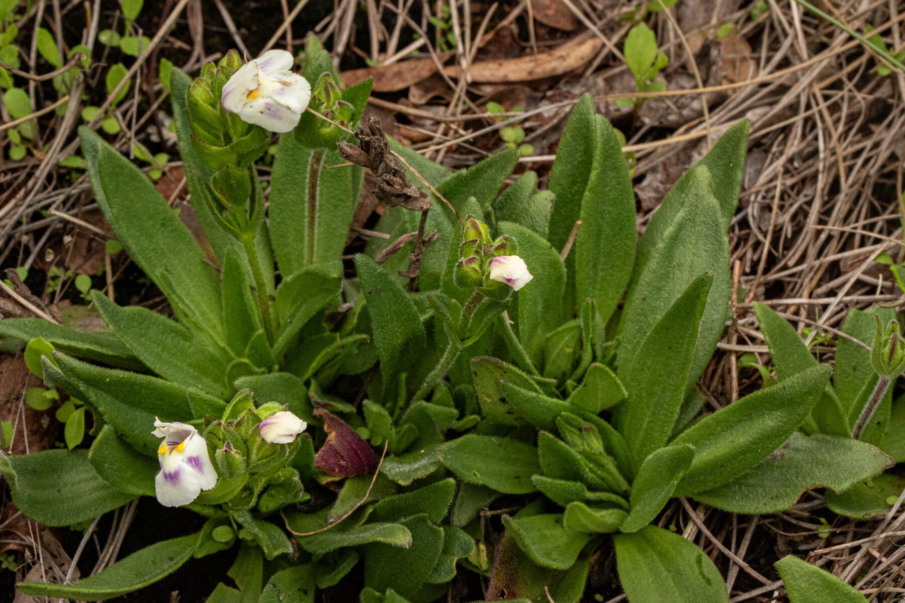 Craterostigma lanceolatum habit