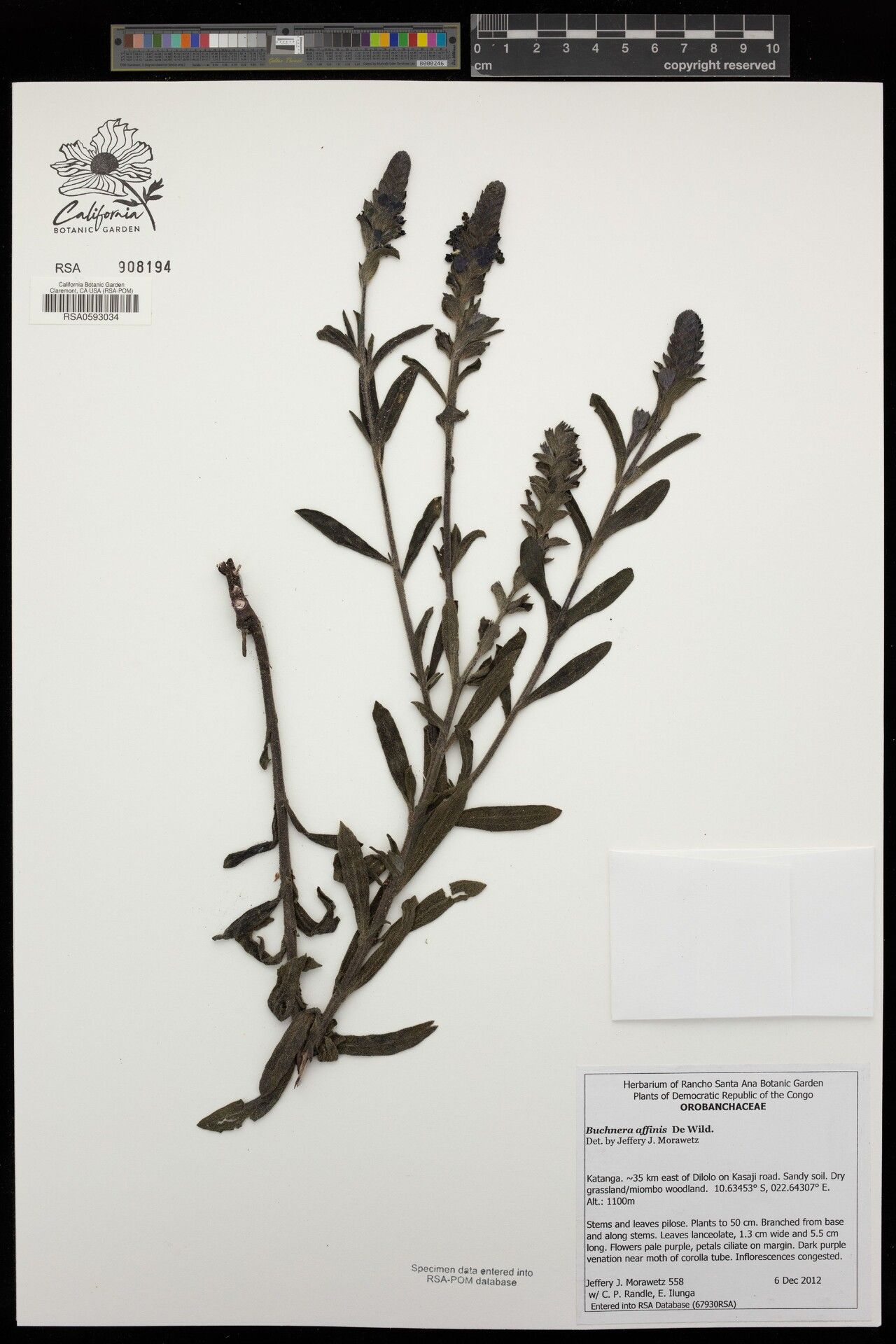 Buchnera affinis — related species from the same genus