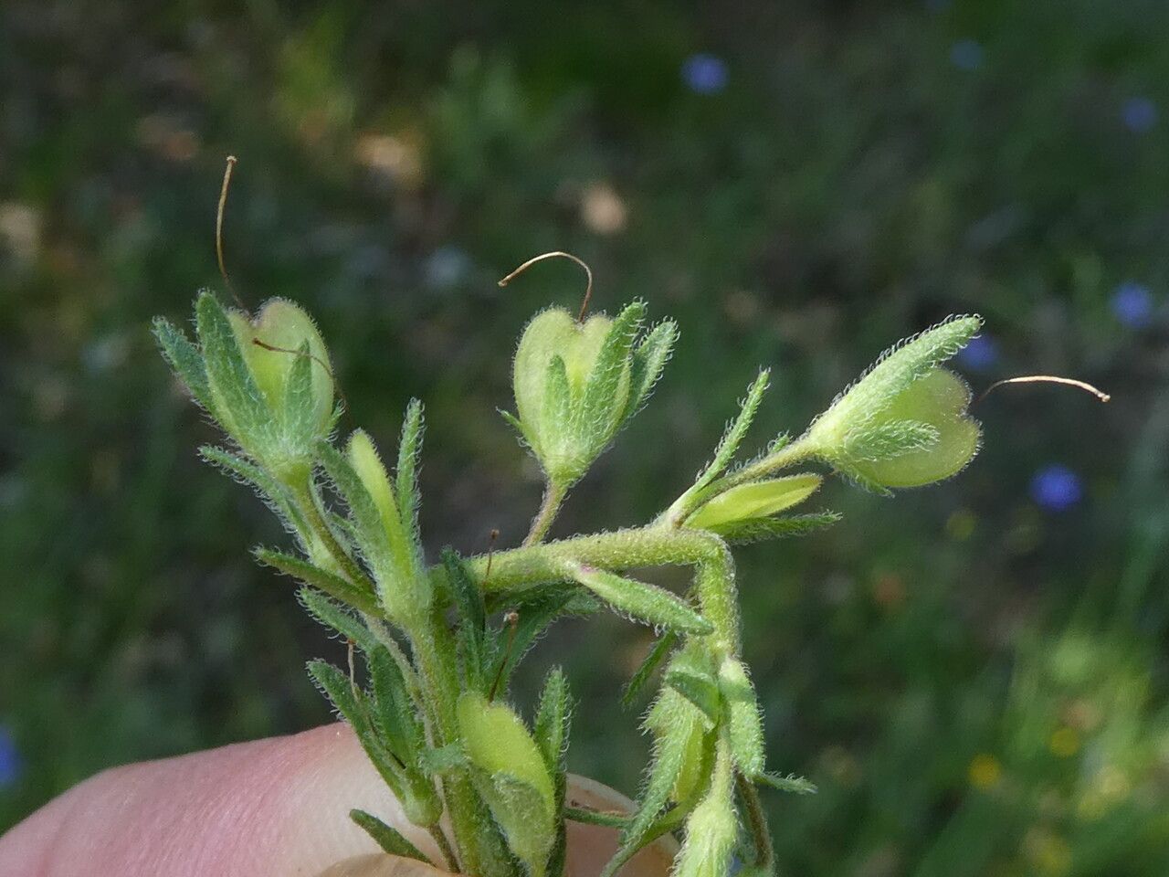 Veronica austriaca fruit