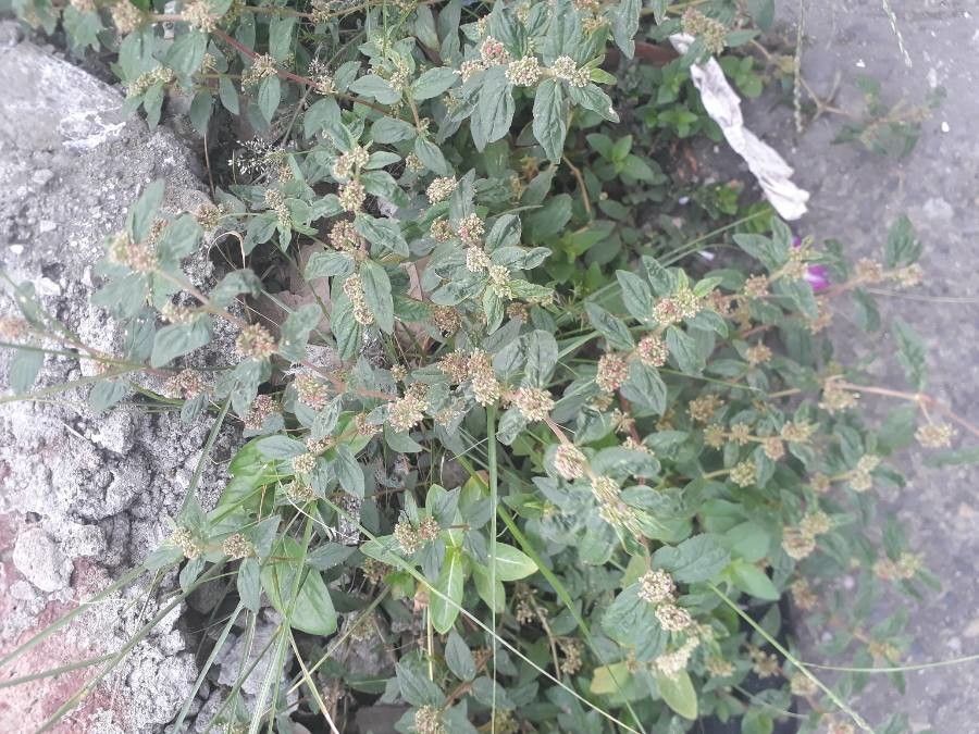 Chamaesyce hirta leaf