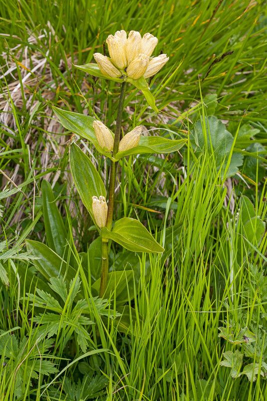 Gentiana punctata leaf