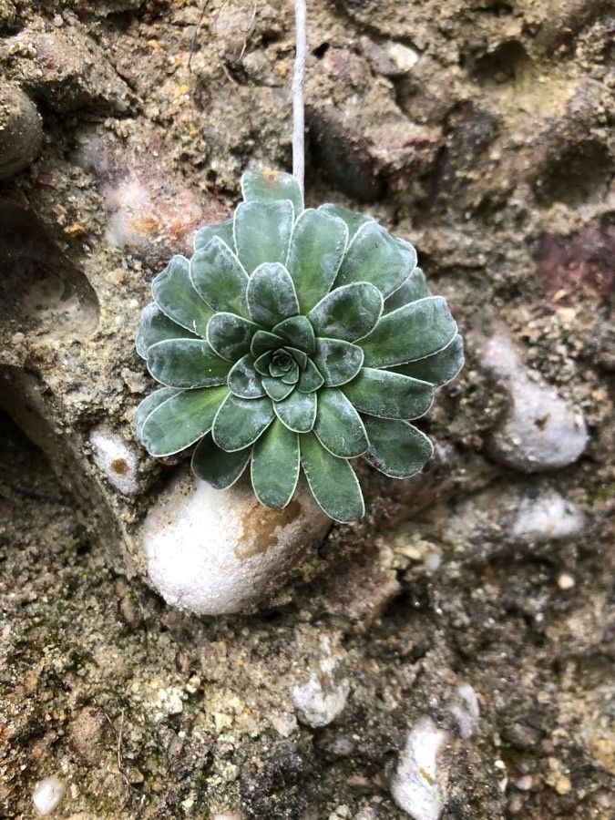 Saxifraga mutata — search result for 'Saxifraga'