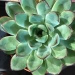Echeveria pulidonis