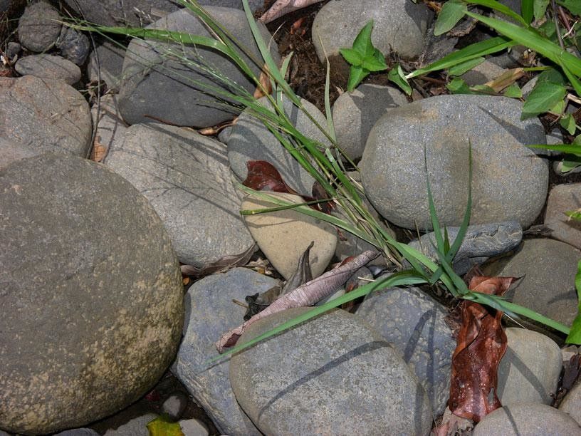 Eragrostis acutiflora habit