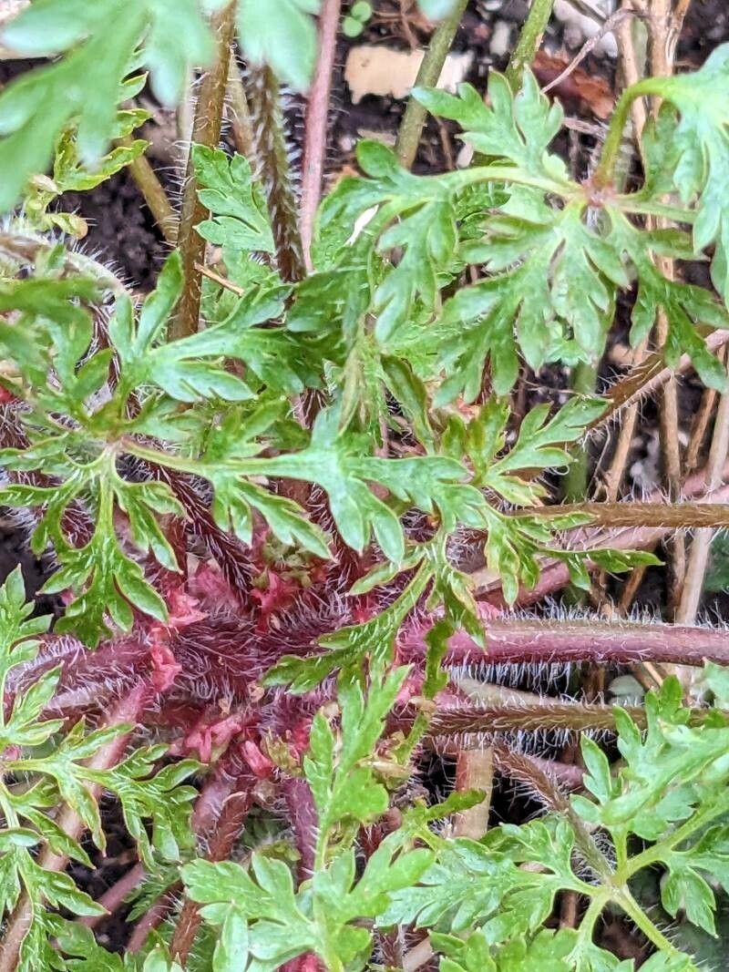 Erodium cheilanthifolium bark