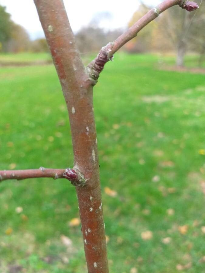Malus prattii bark