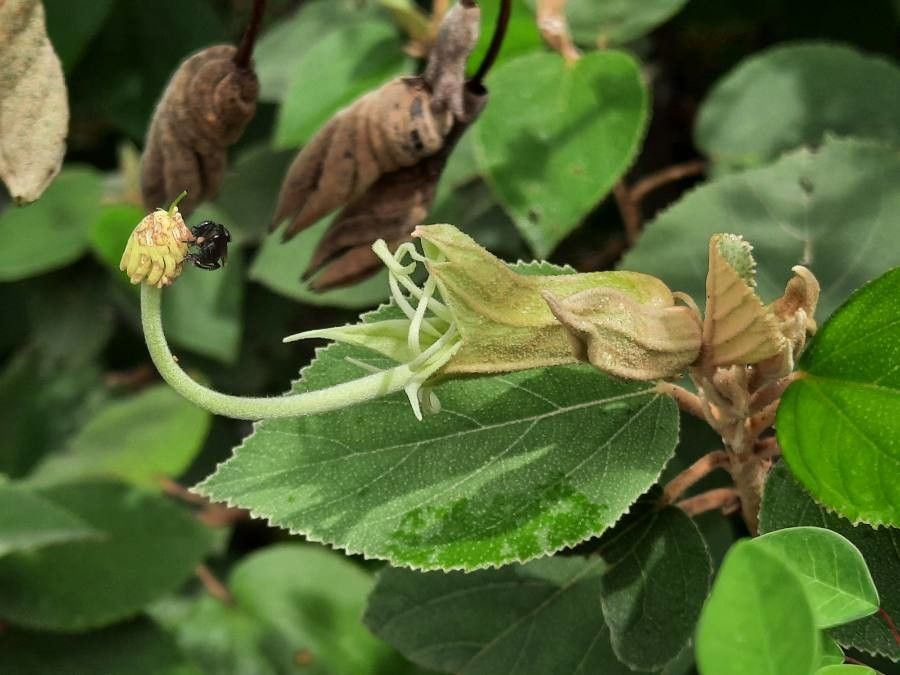 Helicteres baruensis flower