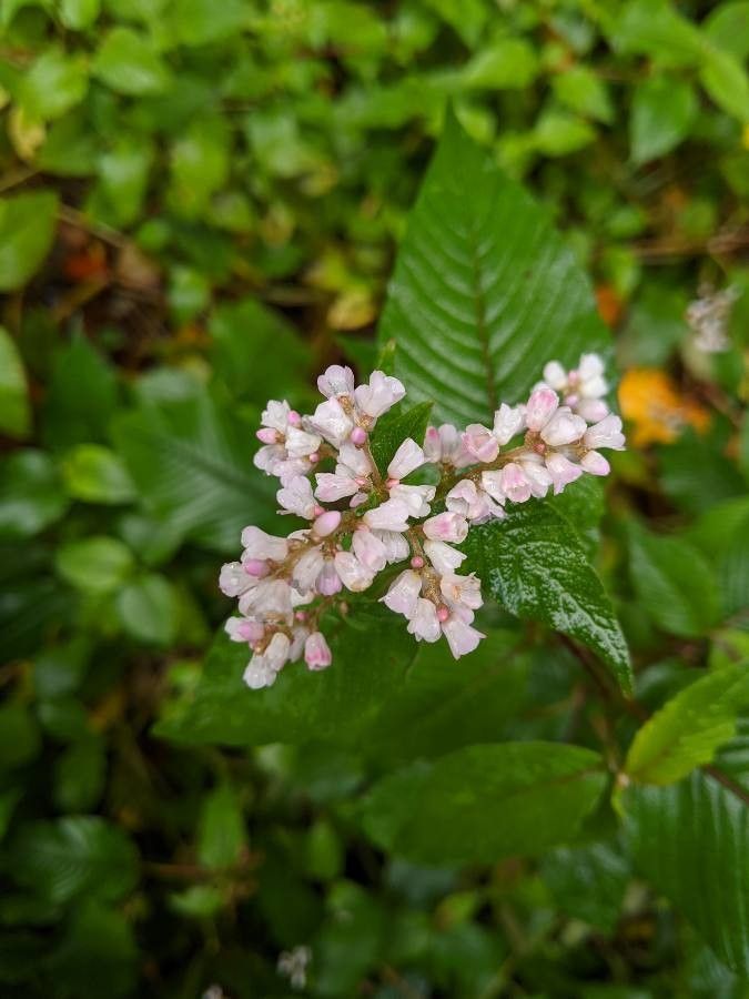 Persicaria campanulata flower