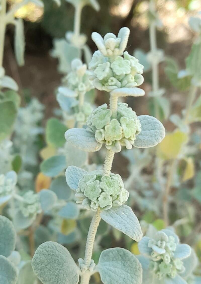 Pseudodictamnus acetabulosus flower