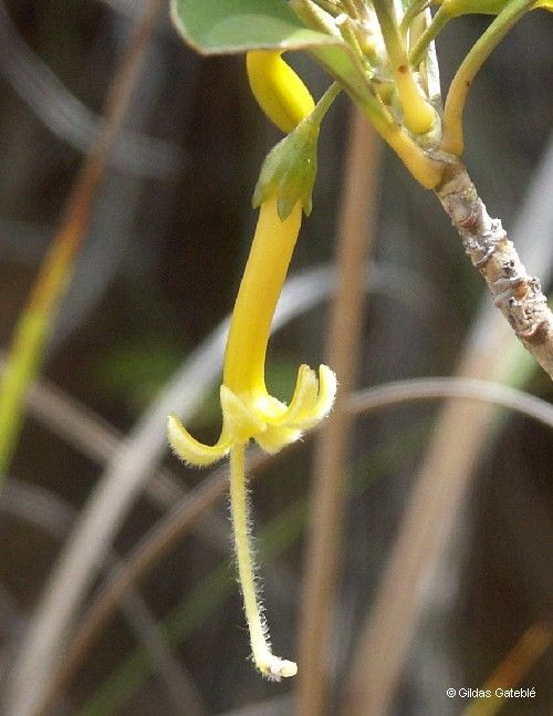 Scaevola coccinea — search result for 'Scaevola'