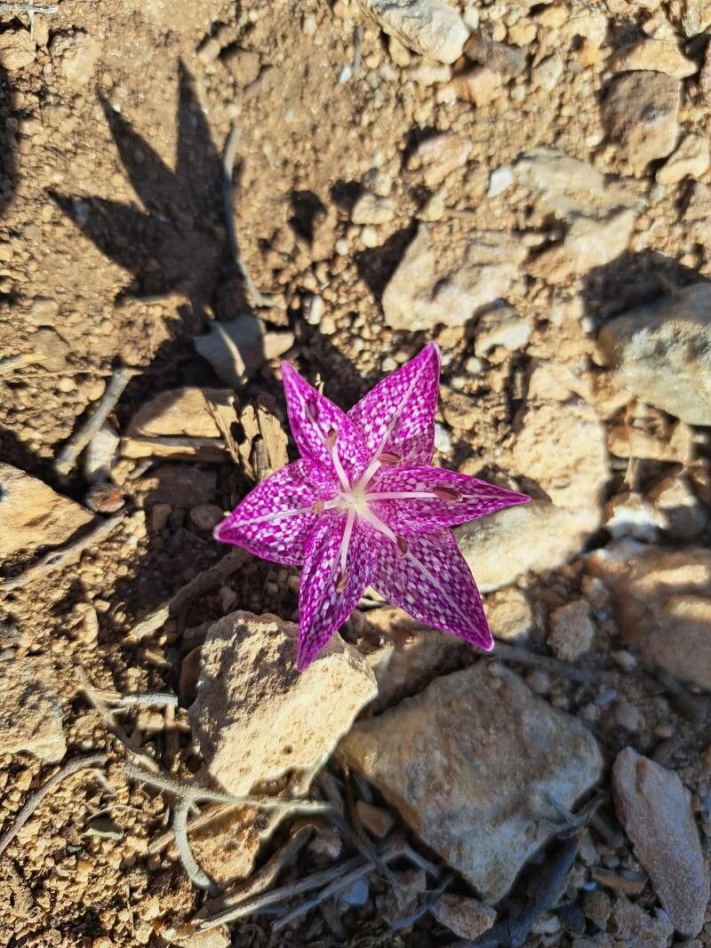 Colchicum variegatum flower