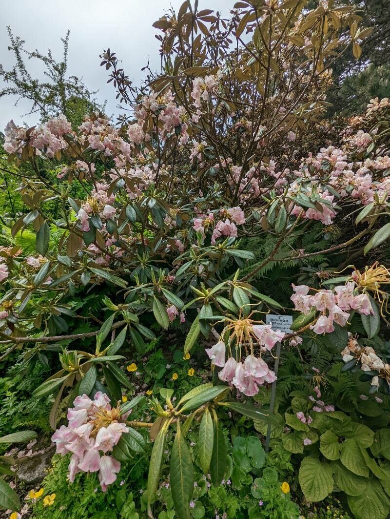 Rhododendron insigne habit