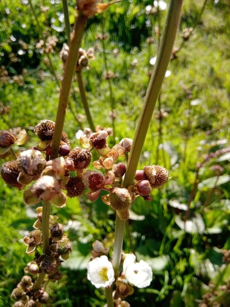 Aquarius grandiflorus fruit