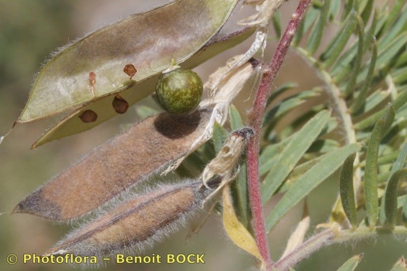 Vicia cusnae fruit