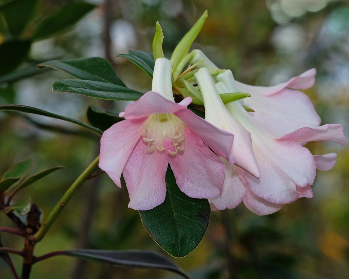Rhododendron madulidii — houseplant care guide