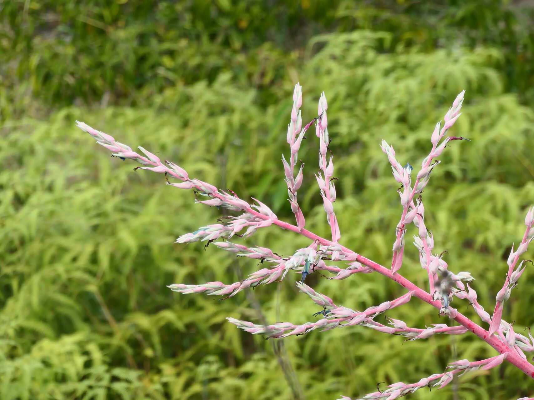Puya floccosa flower