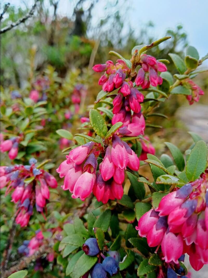 Vaccinium floribundum flower