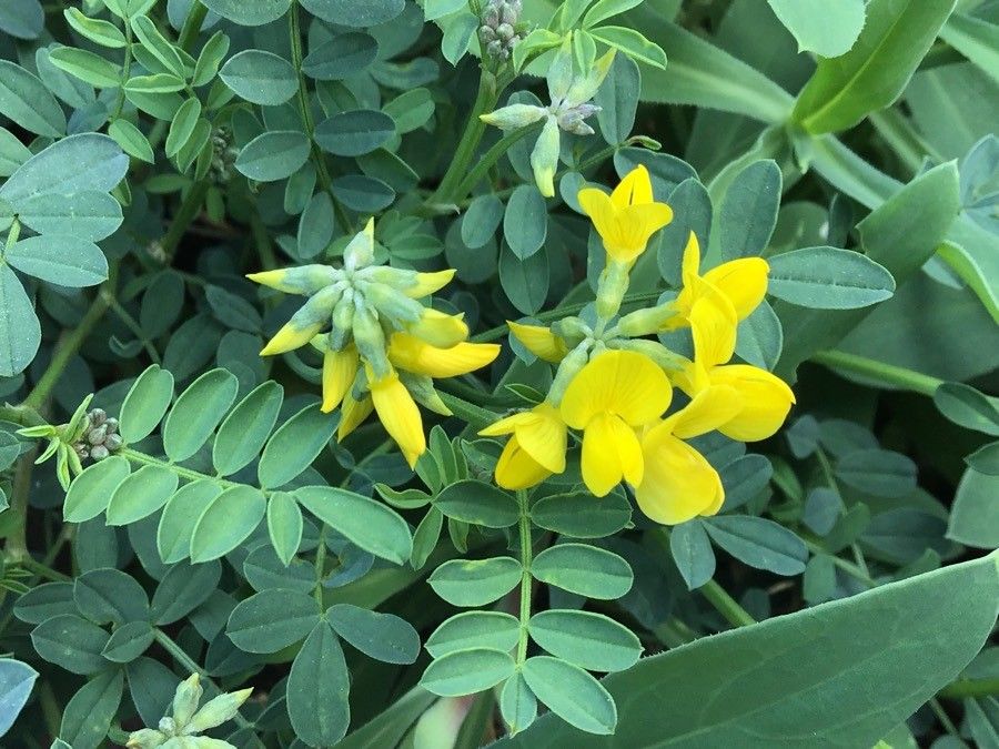 Hippocrepis valentina flower