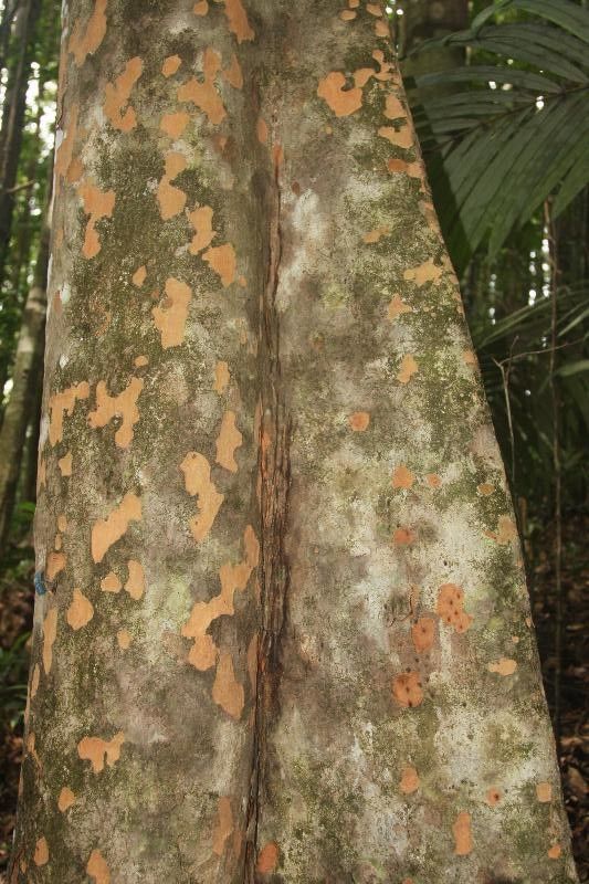 Pradosia huberi bark