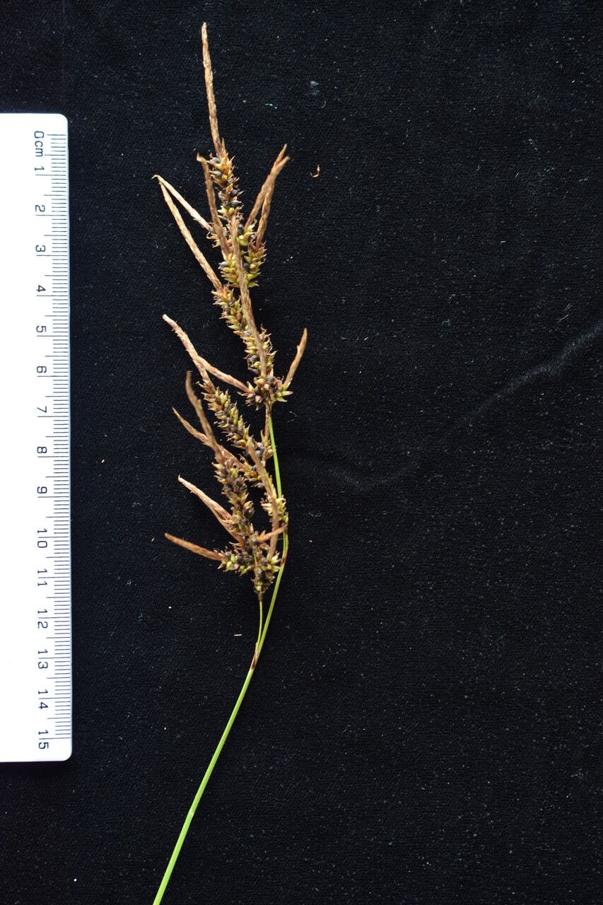 Carex myosurus other