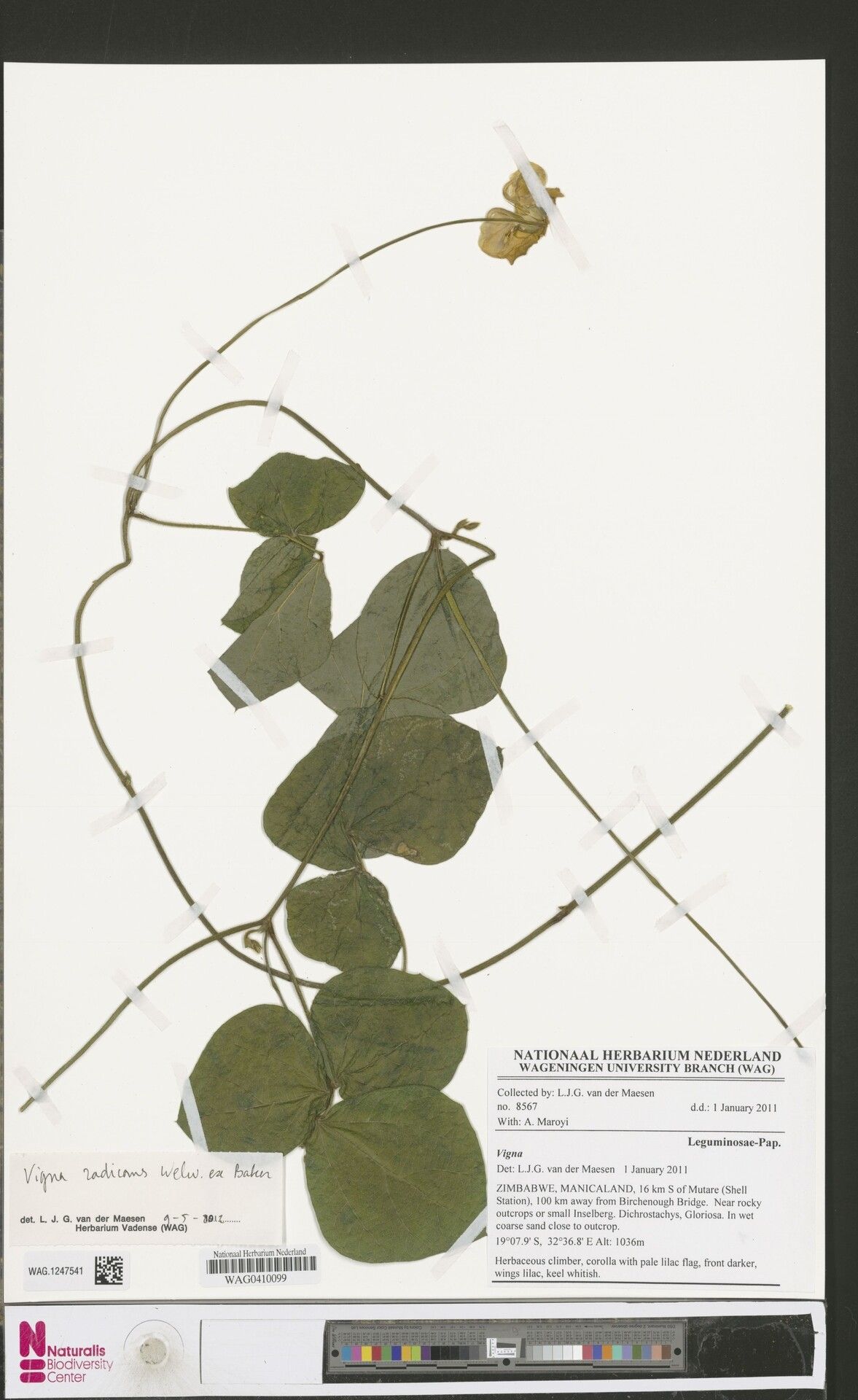 Vigna radicans — houseplant care guide