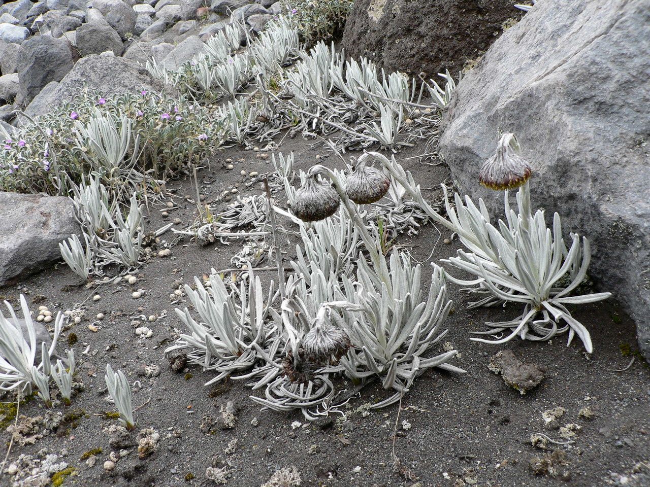 Senecio nivalis habit