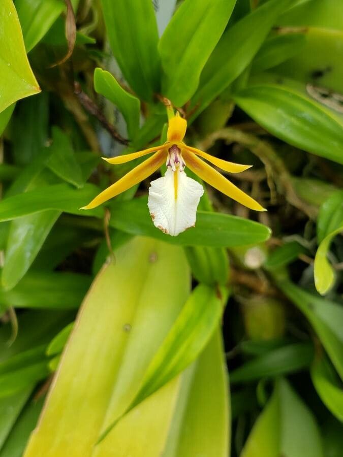 Bulbophyllum longiflorum flower