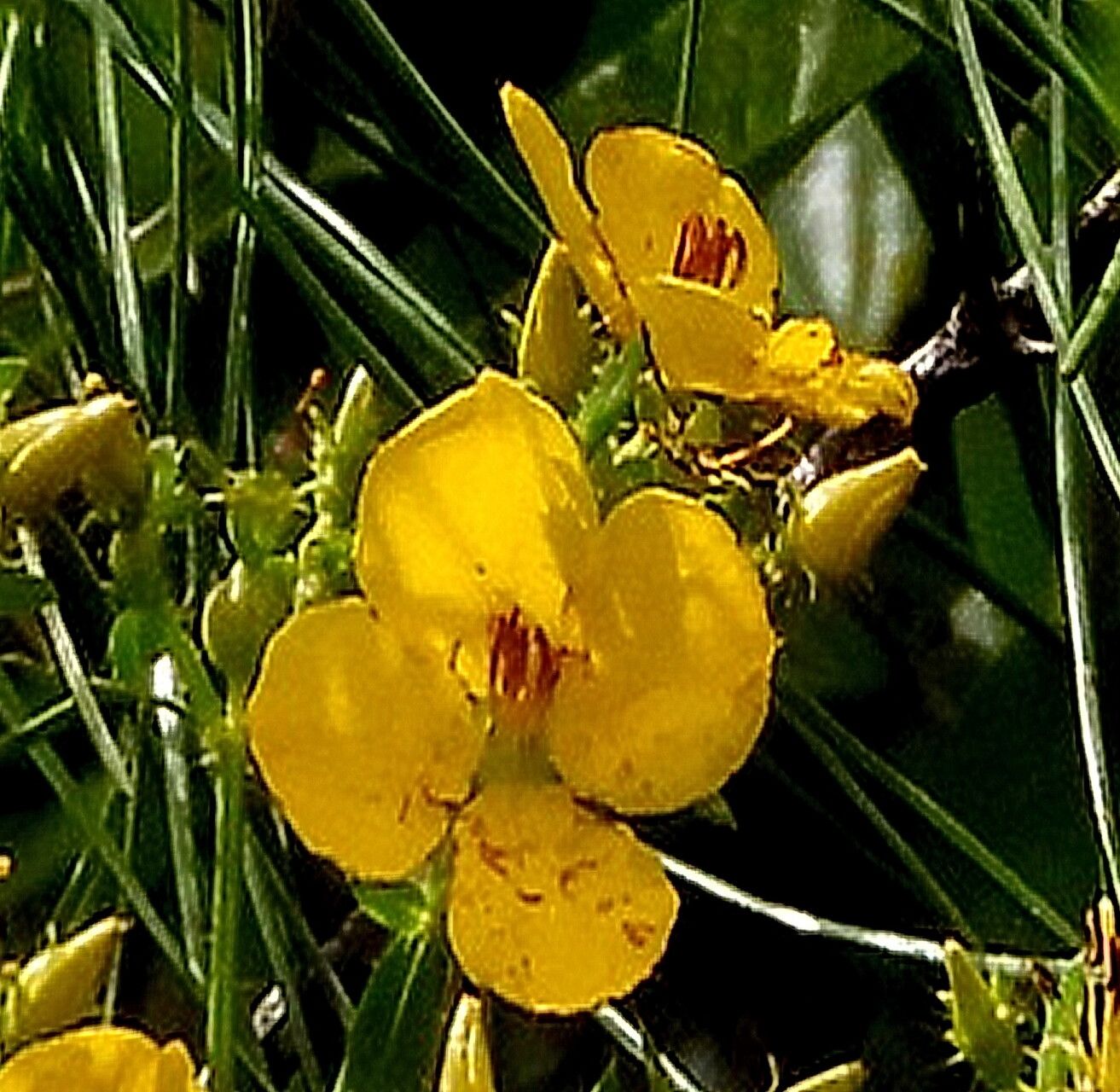 Rhexia lutea — related species from the same genus