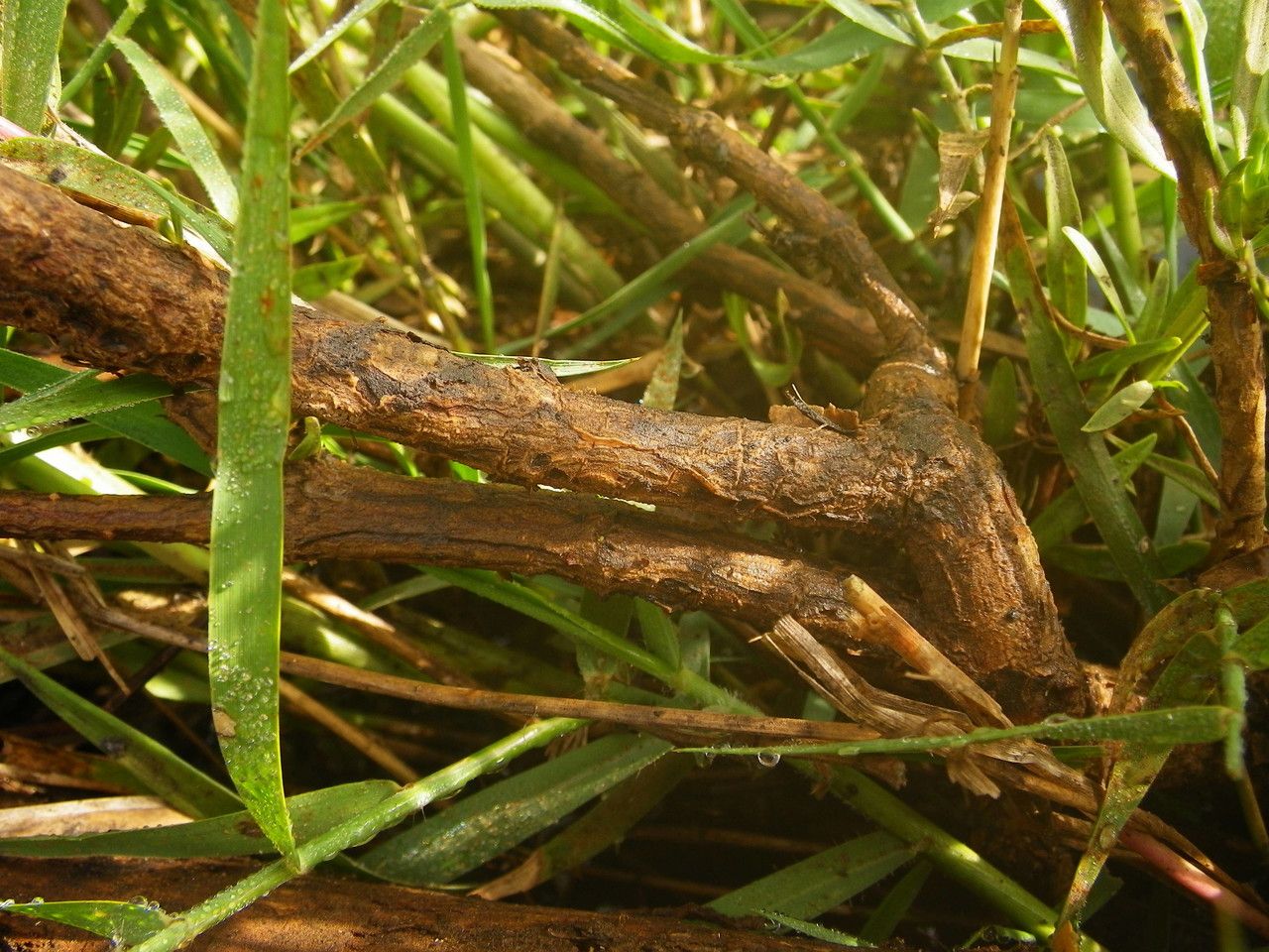 Spermacoce verticillata bark