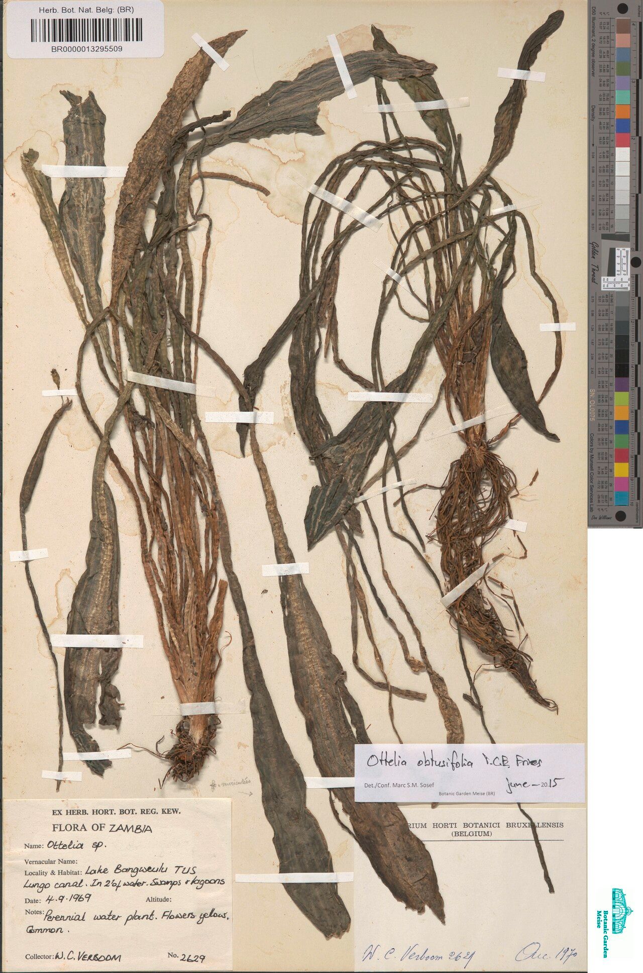 Ottelia obtusifolia — search result for 'Ottelia'