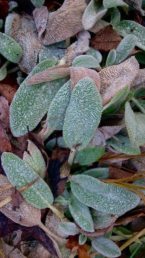 Stachys germanica leaf