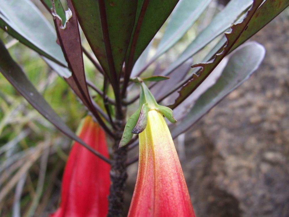 Thiollierea neriifolia fruit