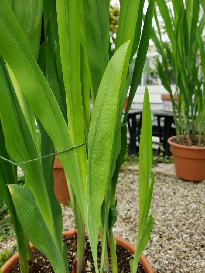 Chasmanthe aethiopica leaf
