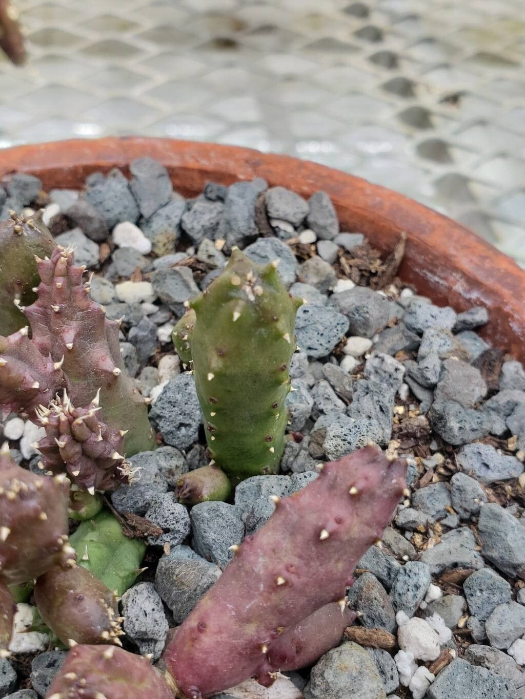 Huernia keniensis leaf