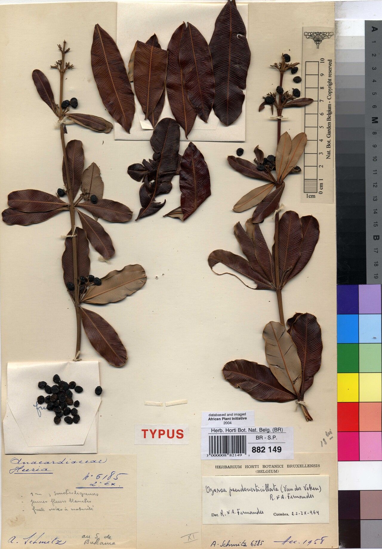 Ozoroa pseudoverticillata — search result for 'Ozoroa'