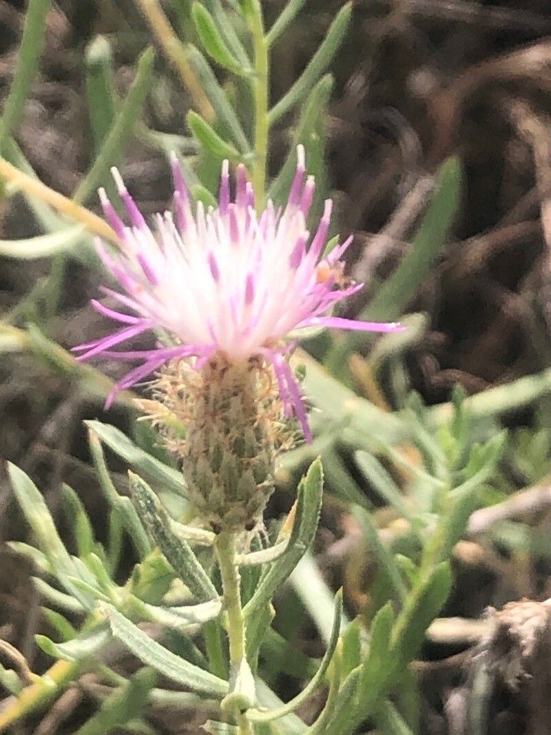 Centaurea hyssopifolia flower