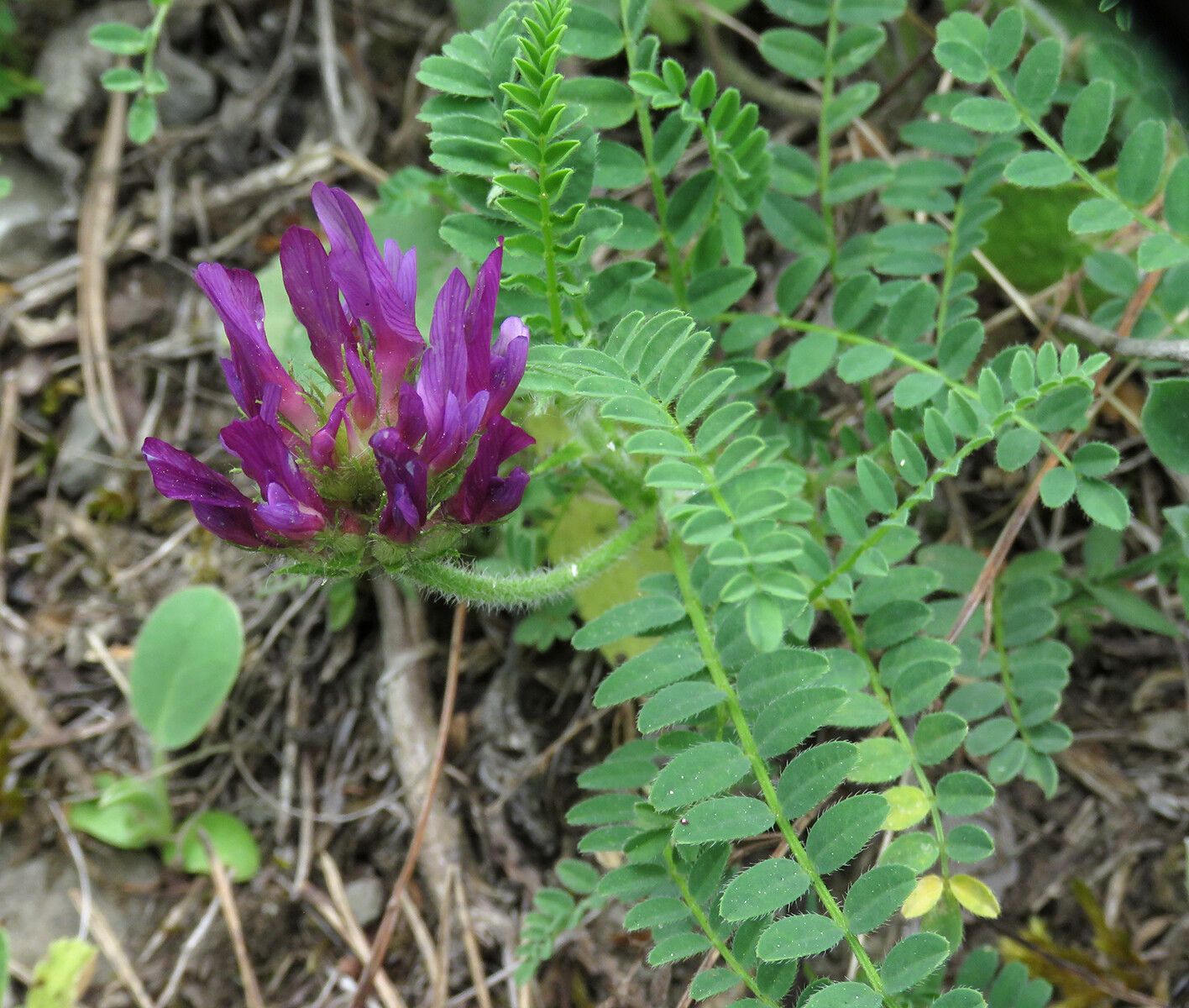 Astragalus hypoglottis — search result for 'Astragalus'