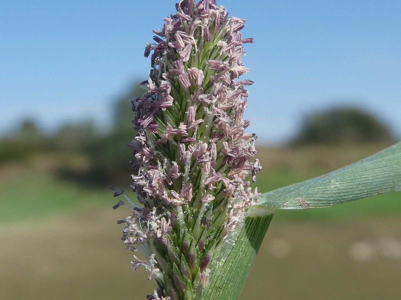 Crypsis schoenoides flower