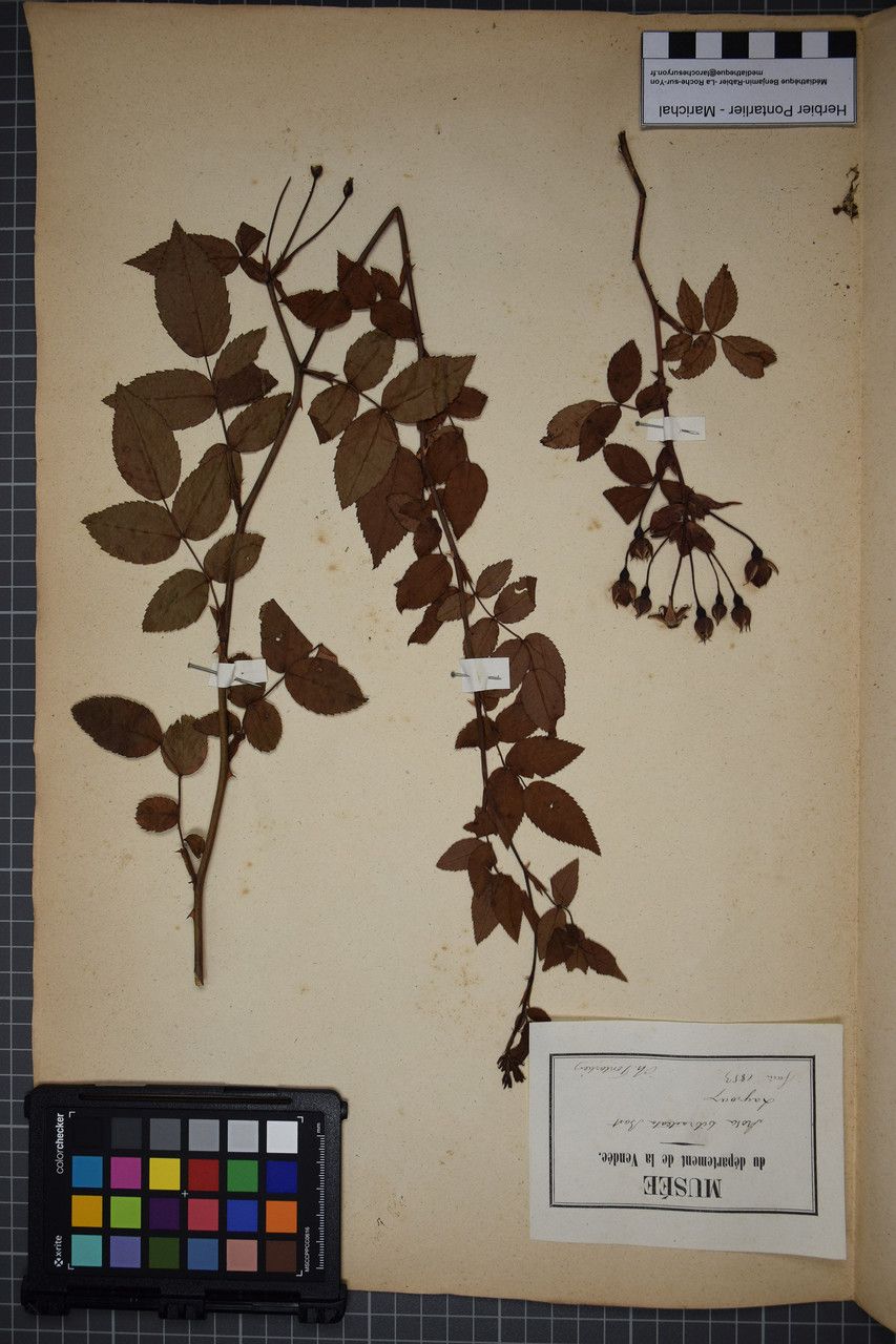 Rosa × bibracteata — houseplant care guide