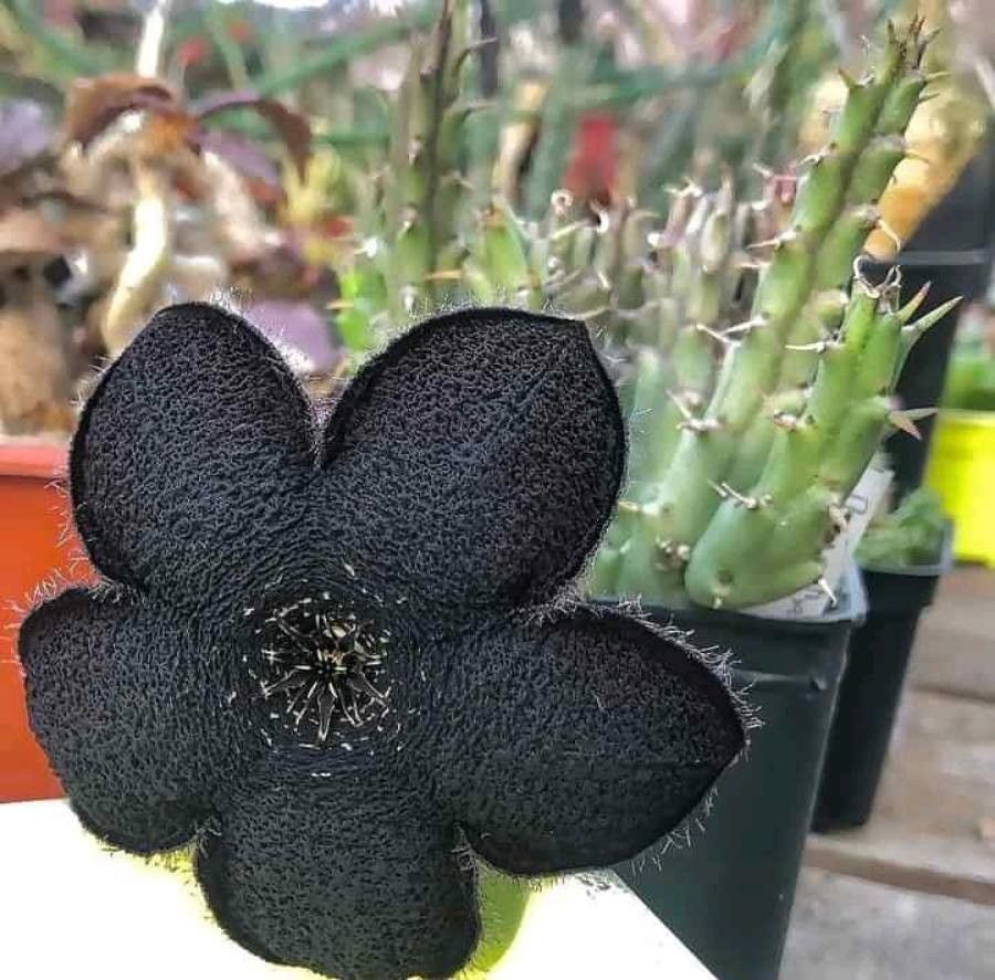 Tridentea gemmiflora — houseplant care guide