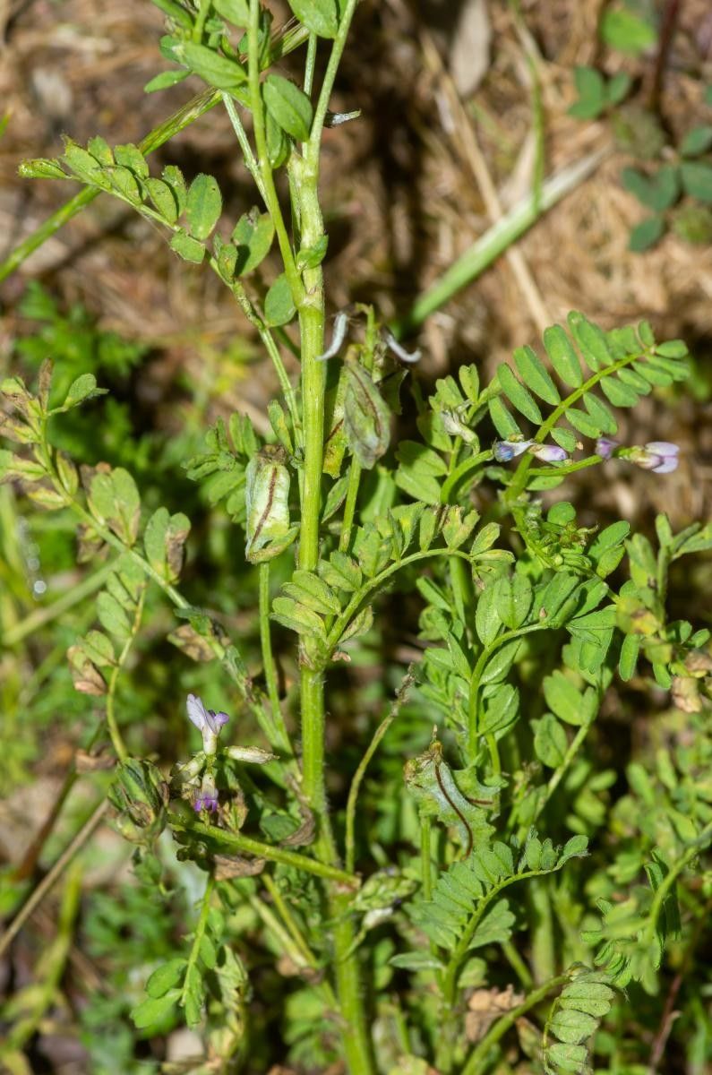 Biserrula pelecinus flower