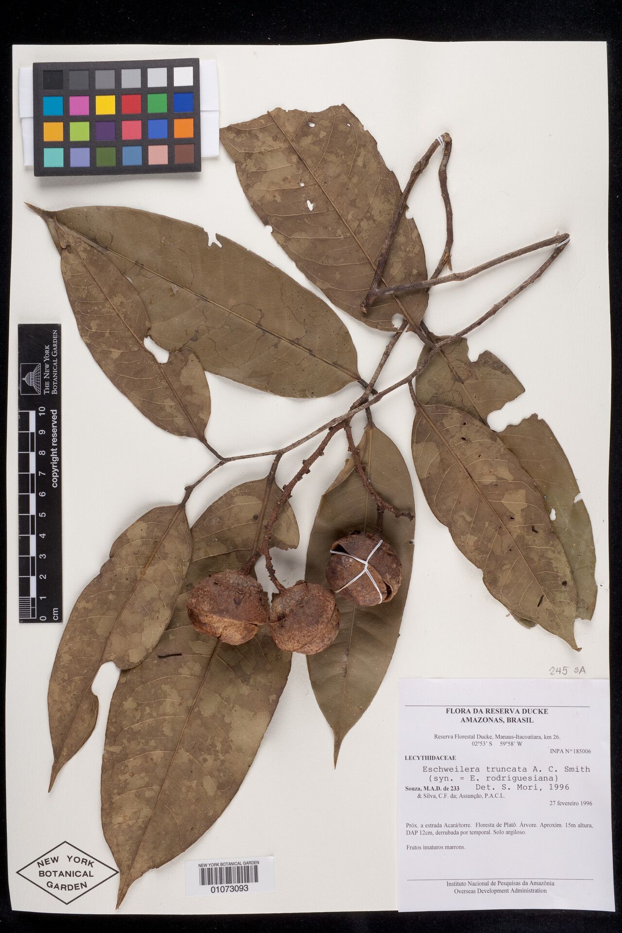 Eschweilera truncata fruit